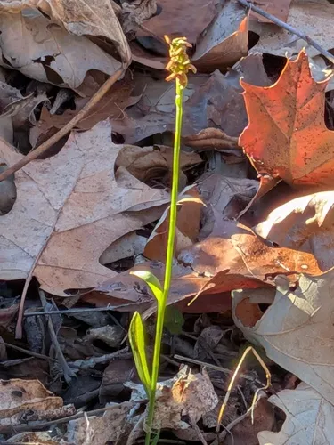 October Lady's Tresses — photo by wirich