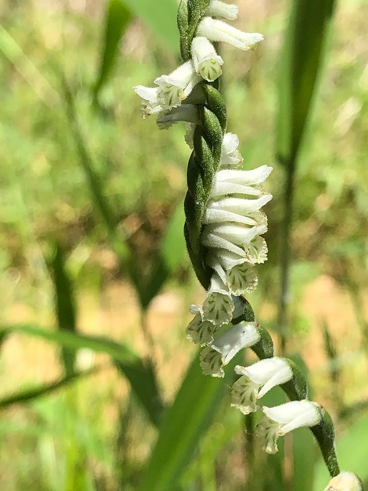 Greenvein Lady's Tresses — photo by John Kees