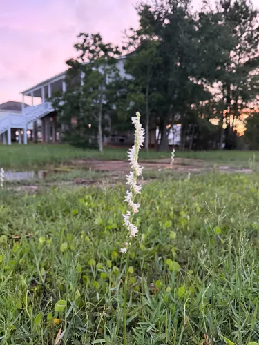 Spring Lady's Tresses — photo by jacksonr1