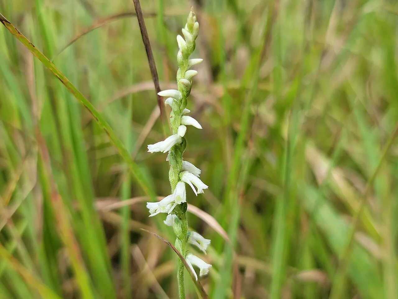 Lady's Tresses — photo by Allefant