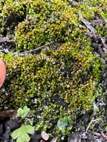 Splachnobryum Moss — photo by James K. Wetterer