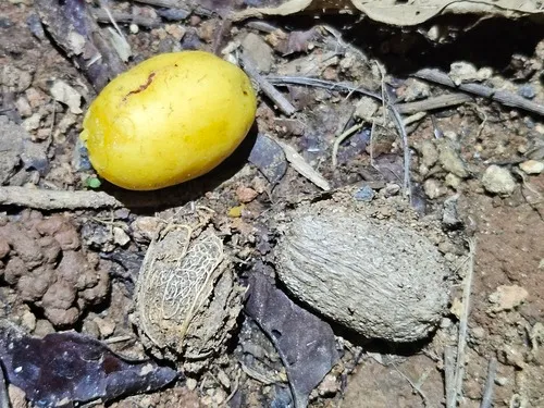 Yellow Mombin