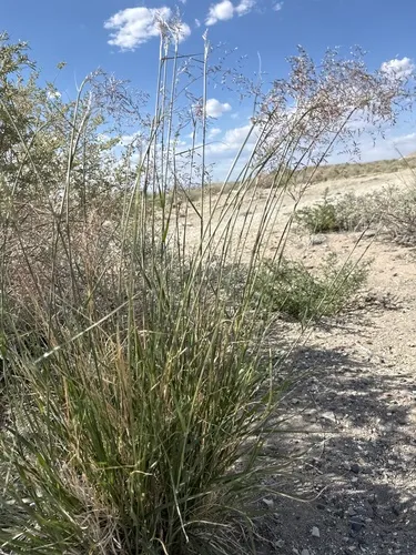 Alkali Sacaton