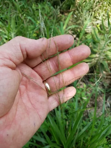 Buckley's Dropseed