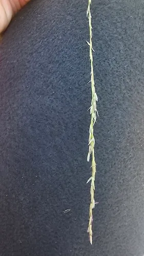 Composite Dropseed (var. compositus)