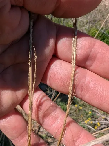 Spike Dropseed — photo by Dan Beckman