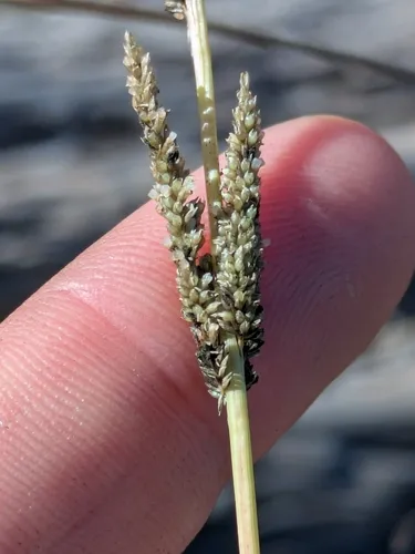 Slender Dropseed — photo by rachelduckherd