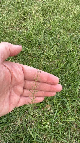 Tussock Dropseed — photo by Farmer Lynn