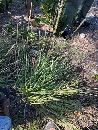 Coral Dropseed