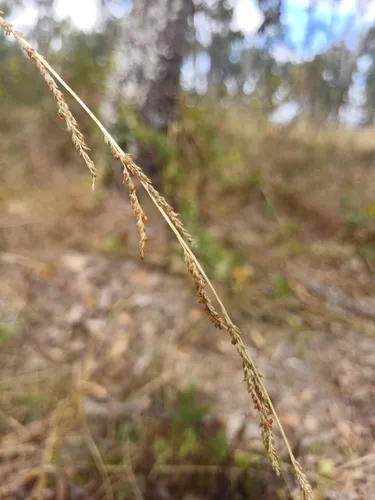 Elongate Dropseed — photo by Annabel Smith