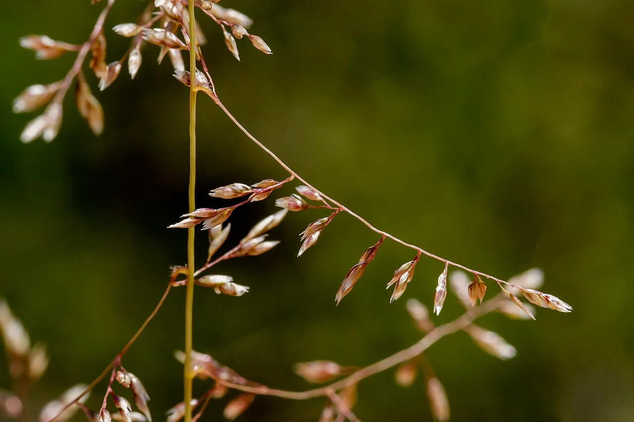 Mesa Dropseed — photo by Patrick Alexander from Las Cruces, NM