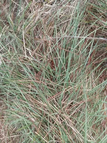 Florida Dropseed — photo by s_s_farnsworth