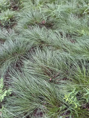 Prairie Dropseed