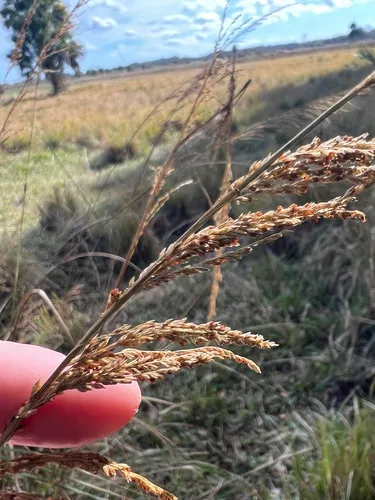 Smut Grass