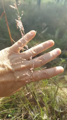 Pineywoods Dropseed — photo by Athena Philips
