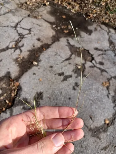 Puffsheath Dropseed