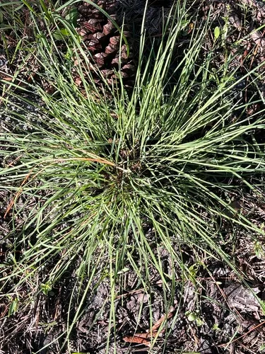 Carolina Dropseed