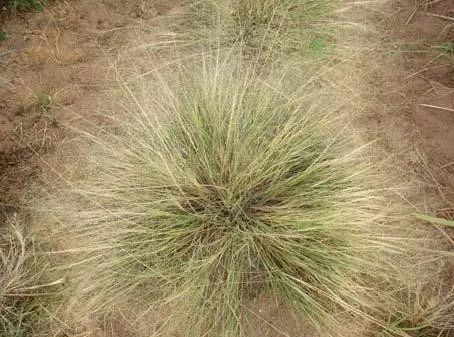 Texas Dropseed — photo by USDA NRCS