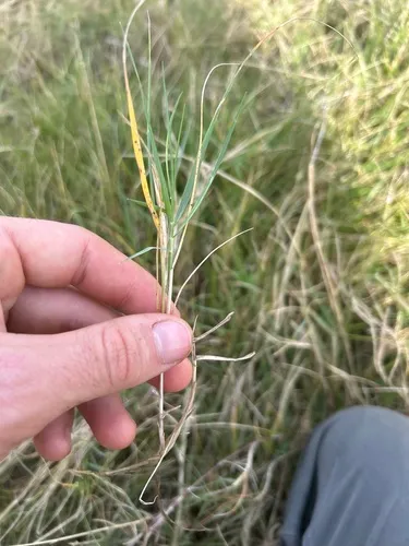 Seashore Dropseed