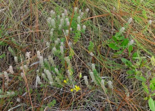 Mock Pennyroyal — photo by j_appleget