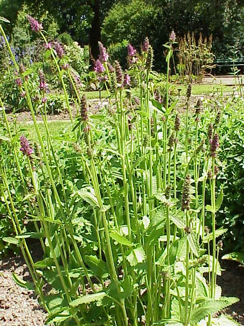 Artichoke Betony — photo by Wikimedia Commons