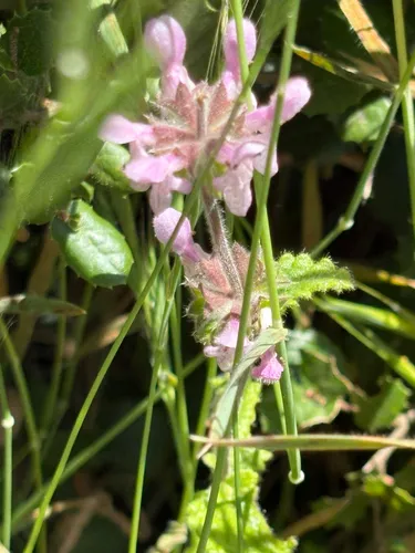 Bugle Hedgenettle