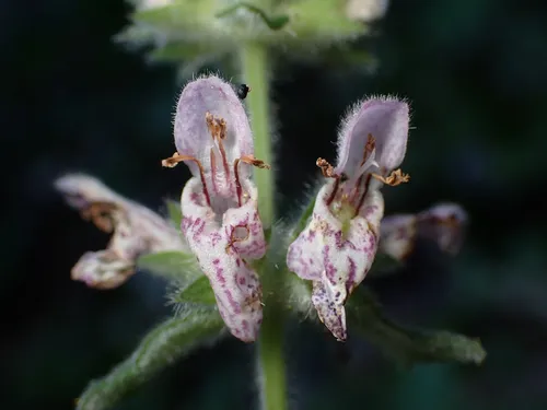 Berg's Hedgenettle