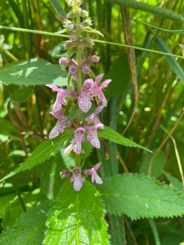 Clingman's Hedgenettle