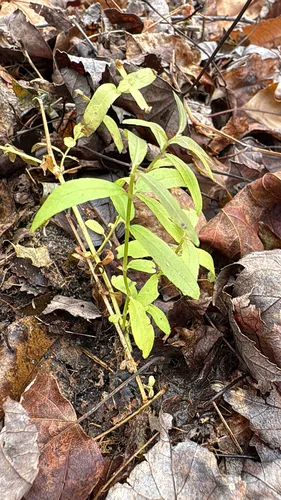 Hyssopleaf Hedgenettle — photo by Frog The Kermit