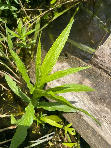 Marsh Hedgenettle