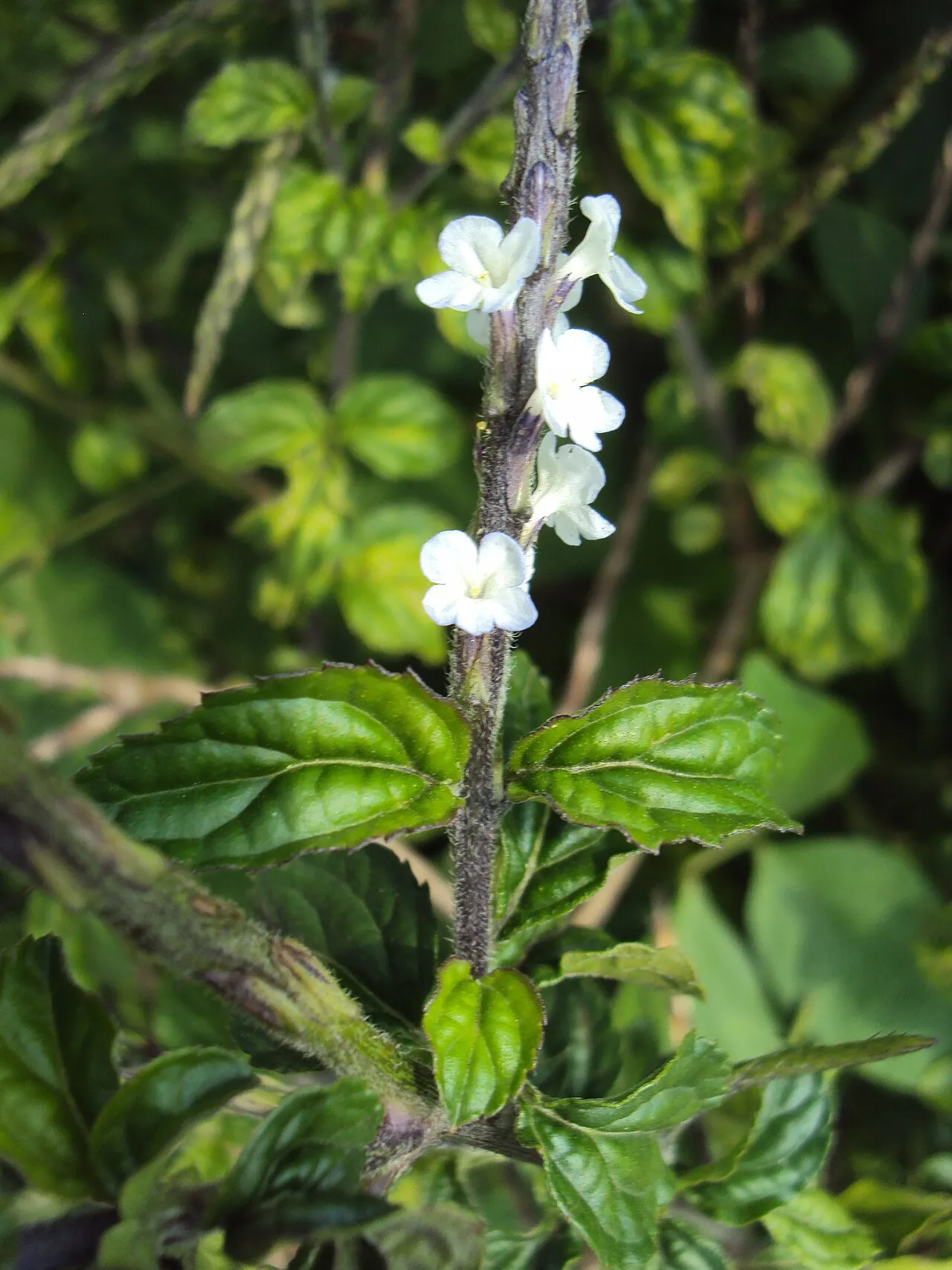 Branched Porterweed
