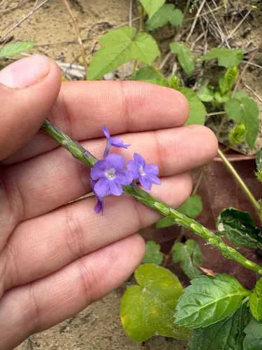 Light-blue Snakeweed