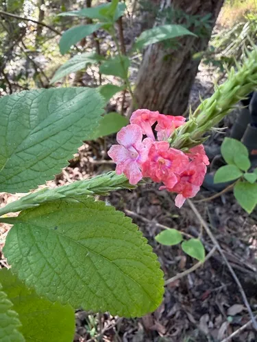 Changeable Velvetberry