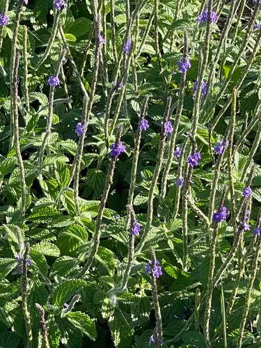 West Indian Porterweed