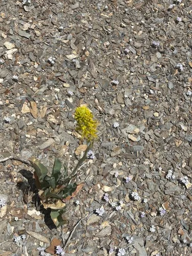 Panamint Princesplume — photo by evan