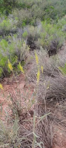 Desert Princesplume