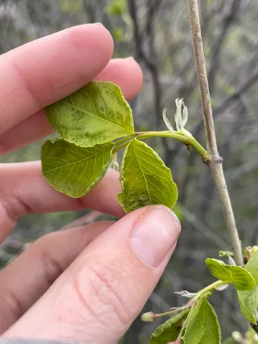 Sierra Bladdernut — photo by Annie Zell