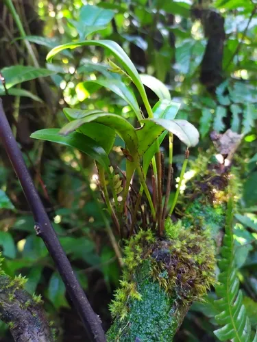 West Indian Leach Orchid