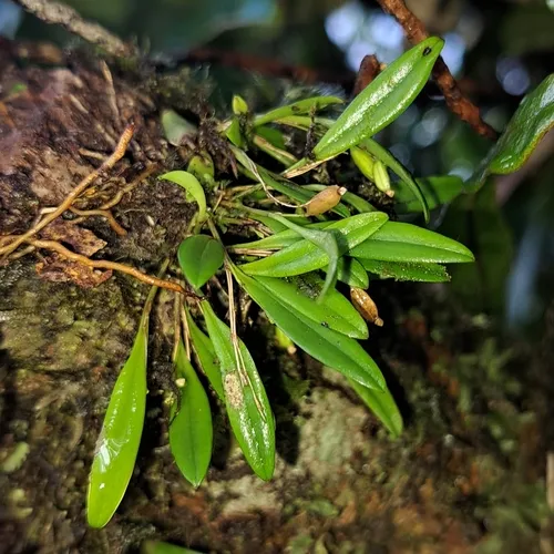 Pygmy Leach Orchid — photo by Alfred Neubert