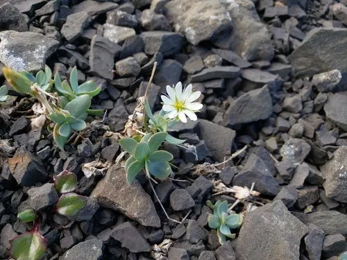 Alaska Starwort