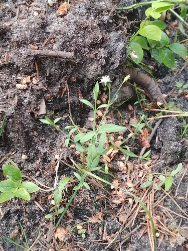 Bog Chickweed