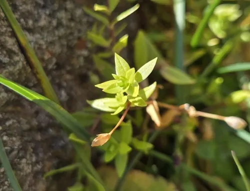 Boreal Starwort