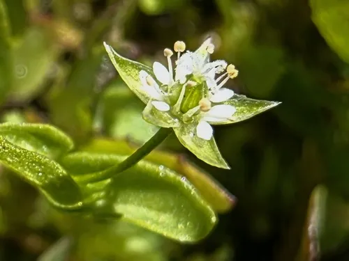 Northern Starwort — photo by Bob Sweatt