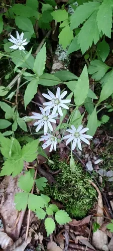 Tennessee Starwort — photo by Jim Varick