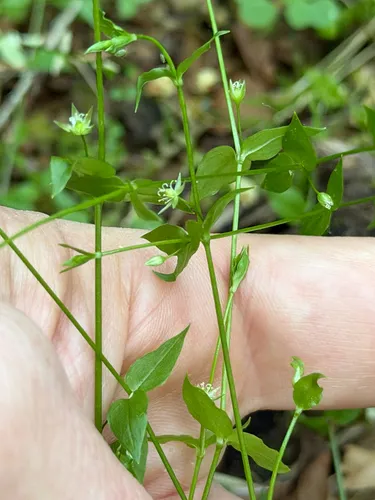 Curled Starwort — photo by Cody Hinchliff