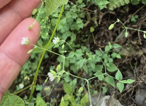 Mexican Starwort — photo by pinets