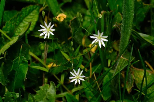 Grass-like Starwort — photo by Stefan Berger