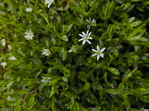 Saltmarsh Starwort — photo by Alexey P. Seregin
