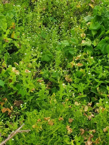 Beach Starwort