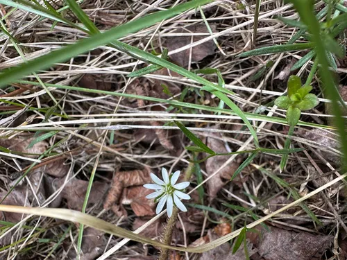 Longstalk Starwort — photo by Emily Griffoul